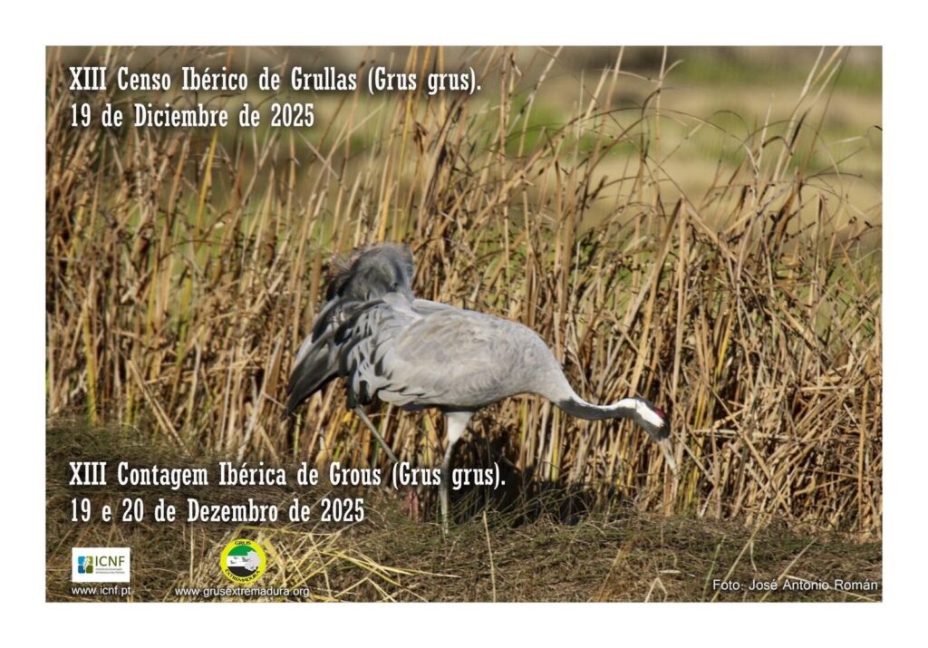 XIII Contagem Ibérica de Grous